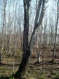 Изображение особи. Автор - Евгений Берестовский