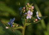 Brunnera sibirica. Верхняя часть цветущего растения. Костромская обл., окраина г. Кострома, долина р. Солонка, беглец из культуры. 05.05.2016.