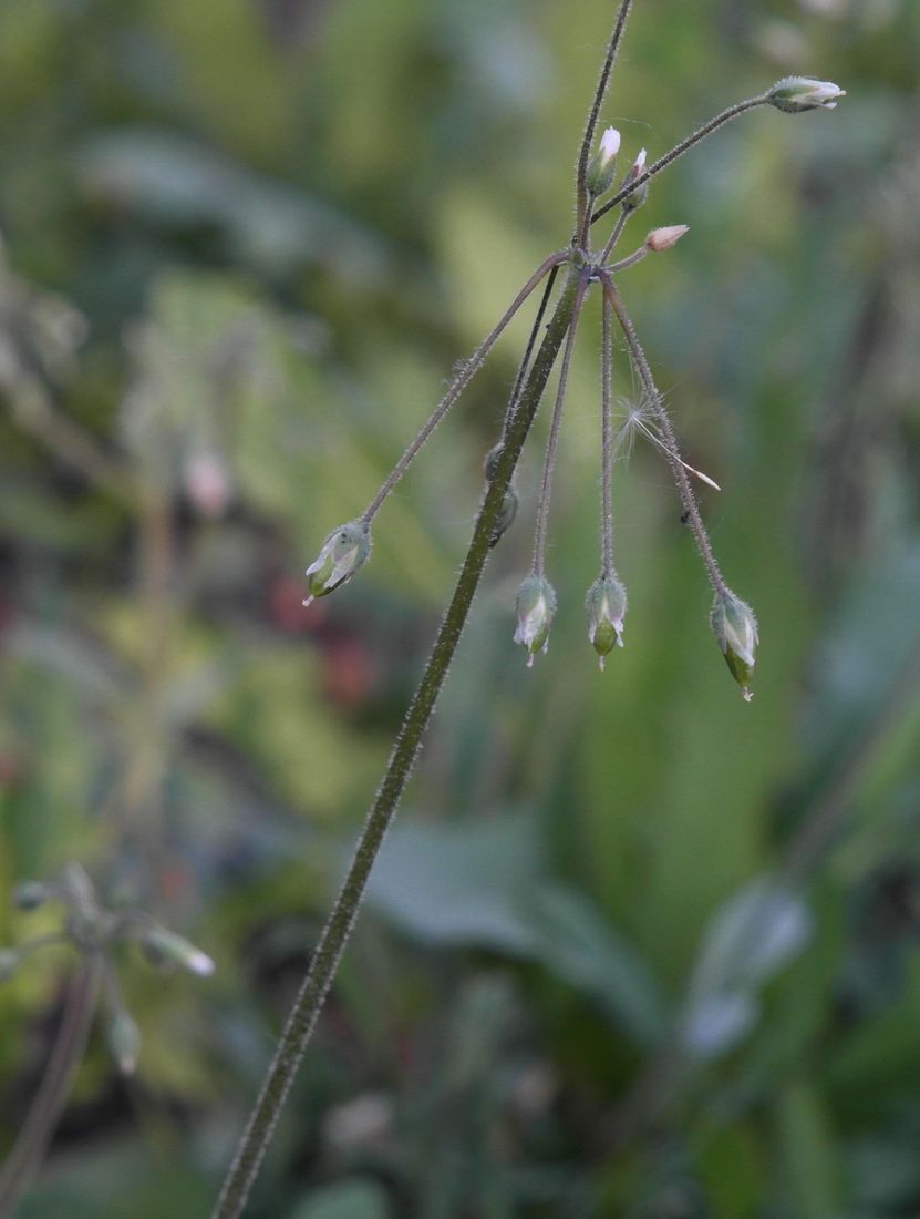 Изображение особи Holosteum umbellatum.