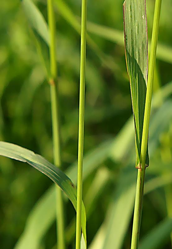 Изображение особи Bromopsis inermis.