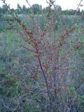 Hippophae rhamnoides