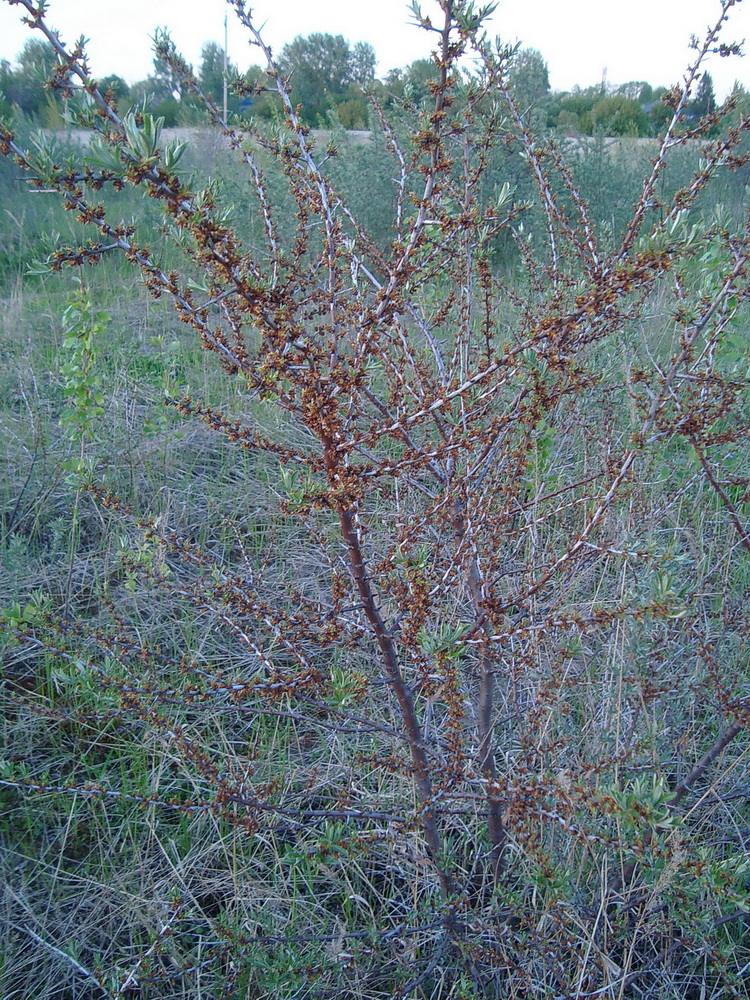 Изображение особи Hippophae rhamnoides.