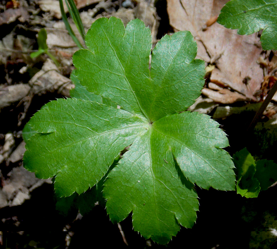 Image of Sanicula europaea specimen.