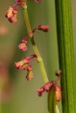 Rumex acetosa