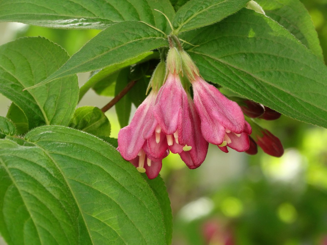 Image of Weigela praecox specimen.