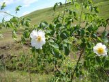 Rosa lupulina. Ветвь с цветками. Республика Мордовия, г. Саранск, окр. с. Монастырское, открытый склон к р. Карнай. 16 июня 210 г.