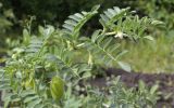 Cicer arietinum