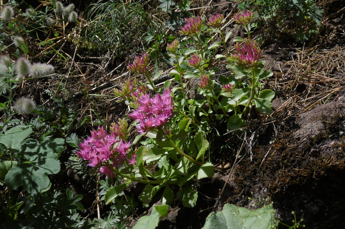 Image of Sedum spurium specimen.