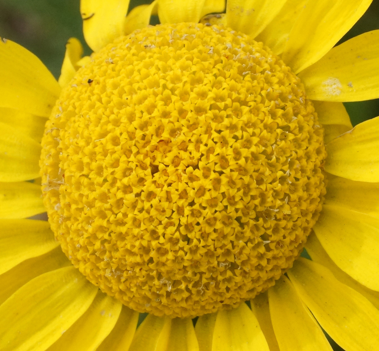 Изображение особи Anthemis tinctoria.