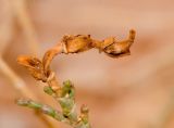 Hammada salicornica