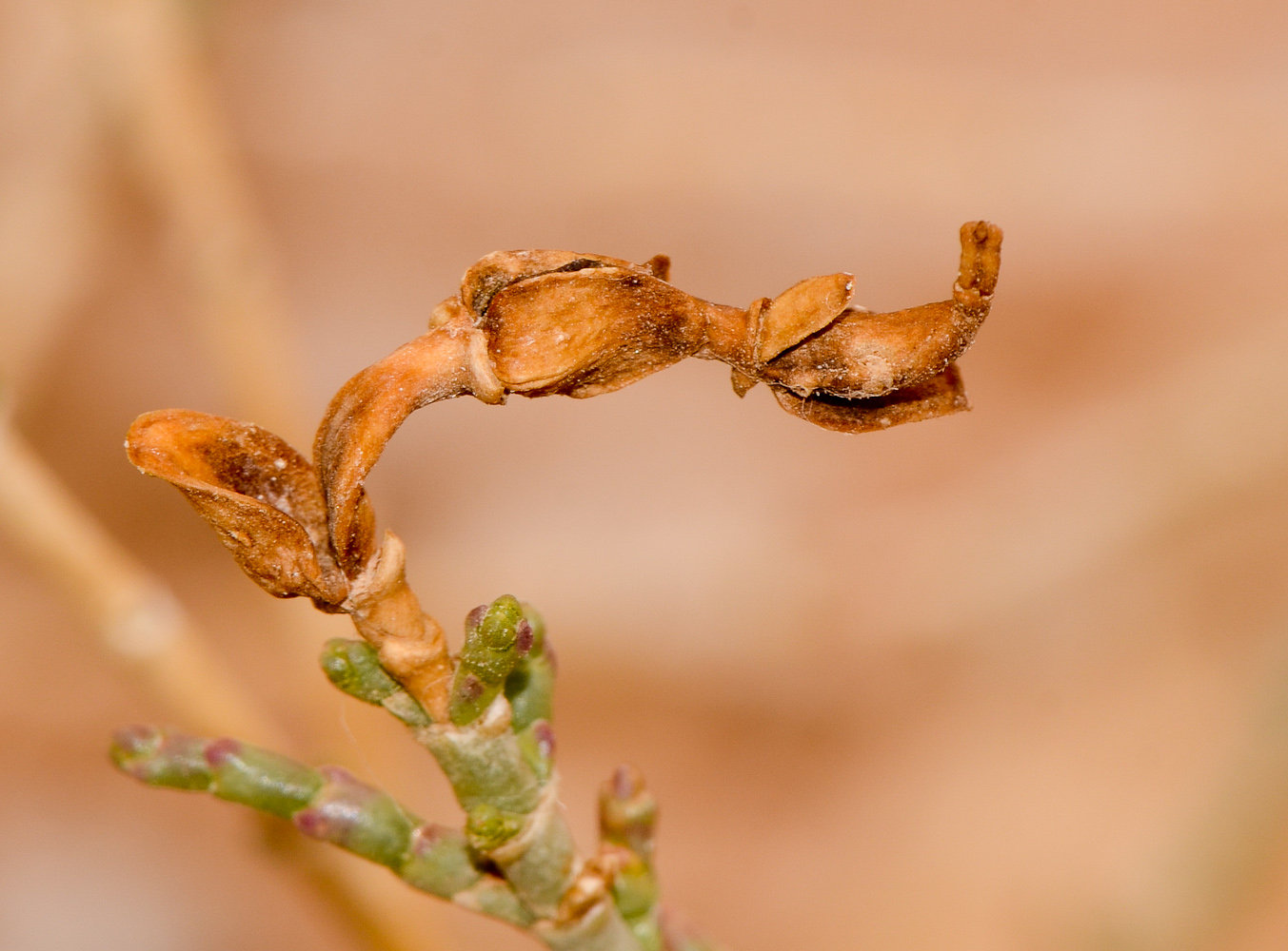 Image of Hammada salicornica specimen.
