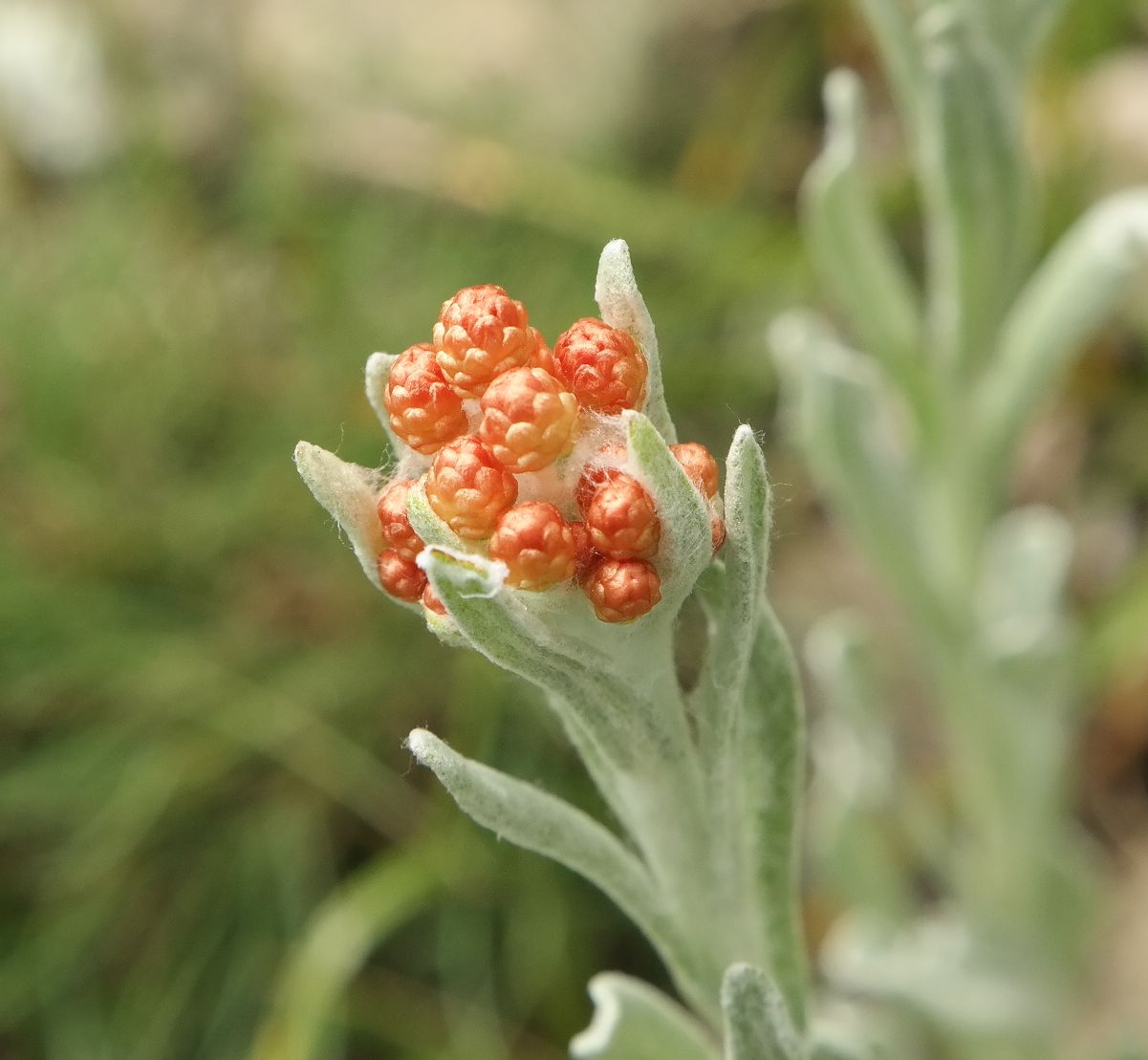Image of Helichrysum graveolens specimen.
