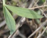 Lathyrus cicera