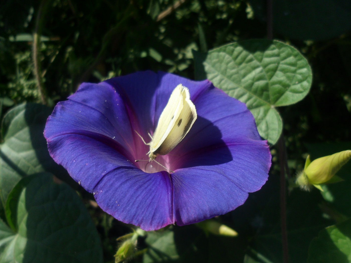 Image of Ipomoea purpurea specimen.