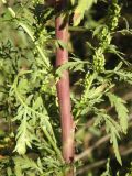 Artemisia tournefortiana