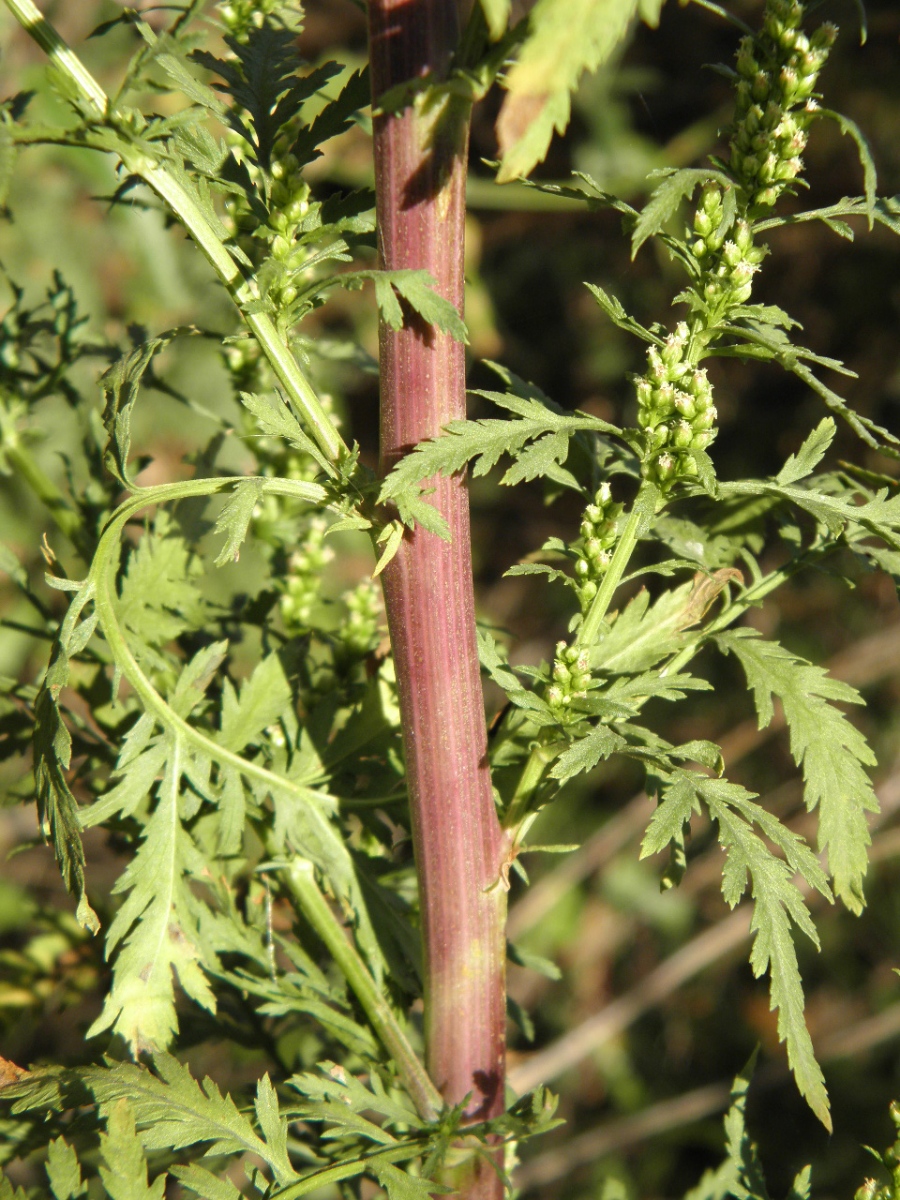 Изображение особи Artemisia tournefortiana.