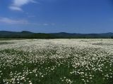 Leucanthemum vulgare