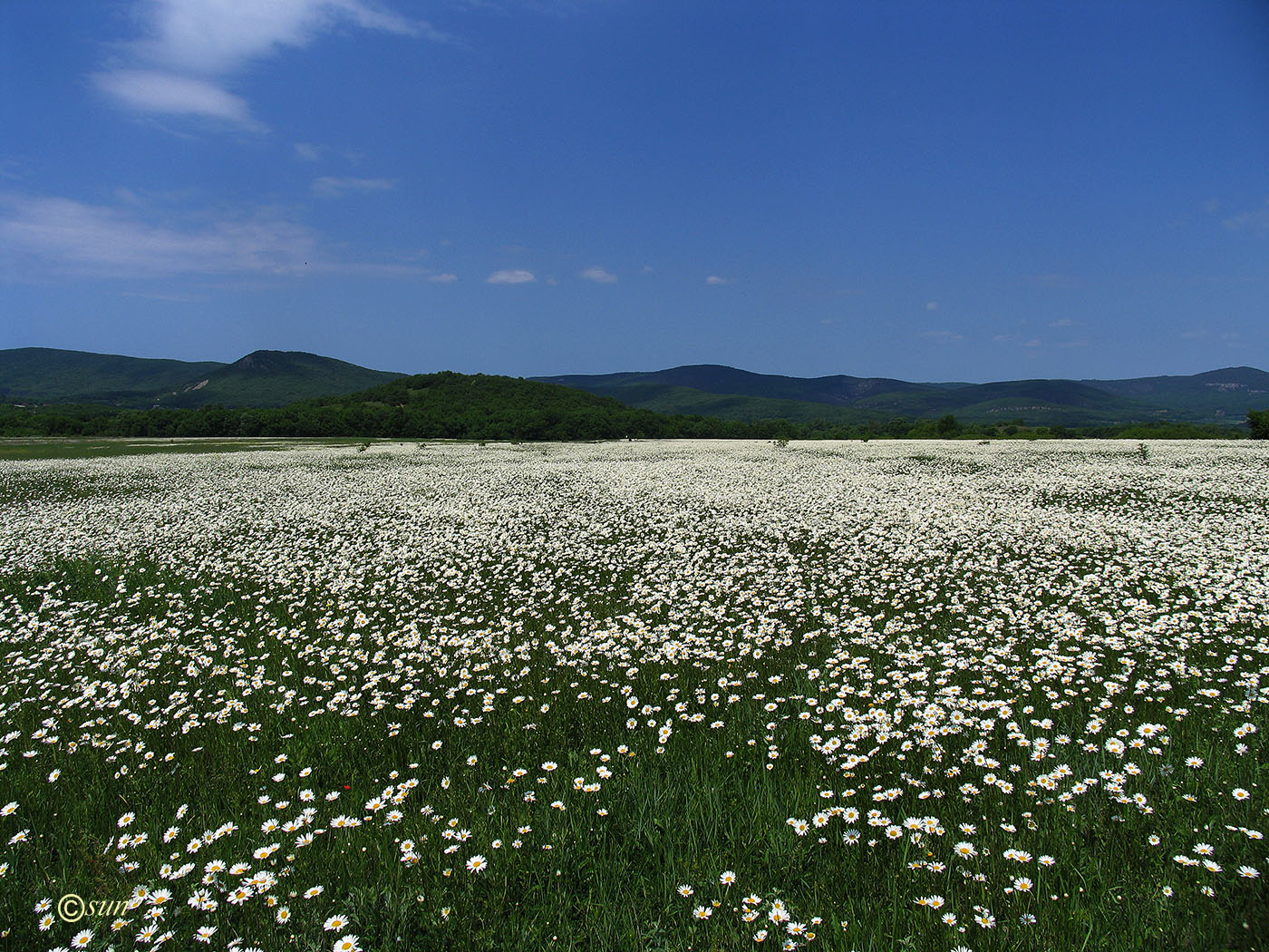 Изображение особи Leucanthemum vulgare.