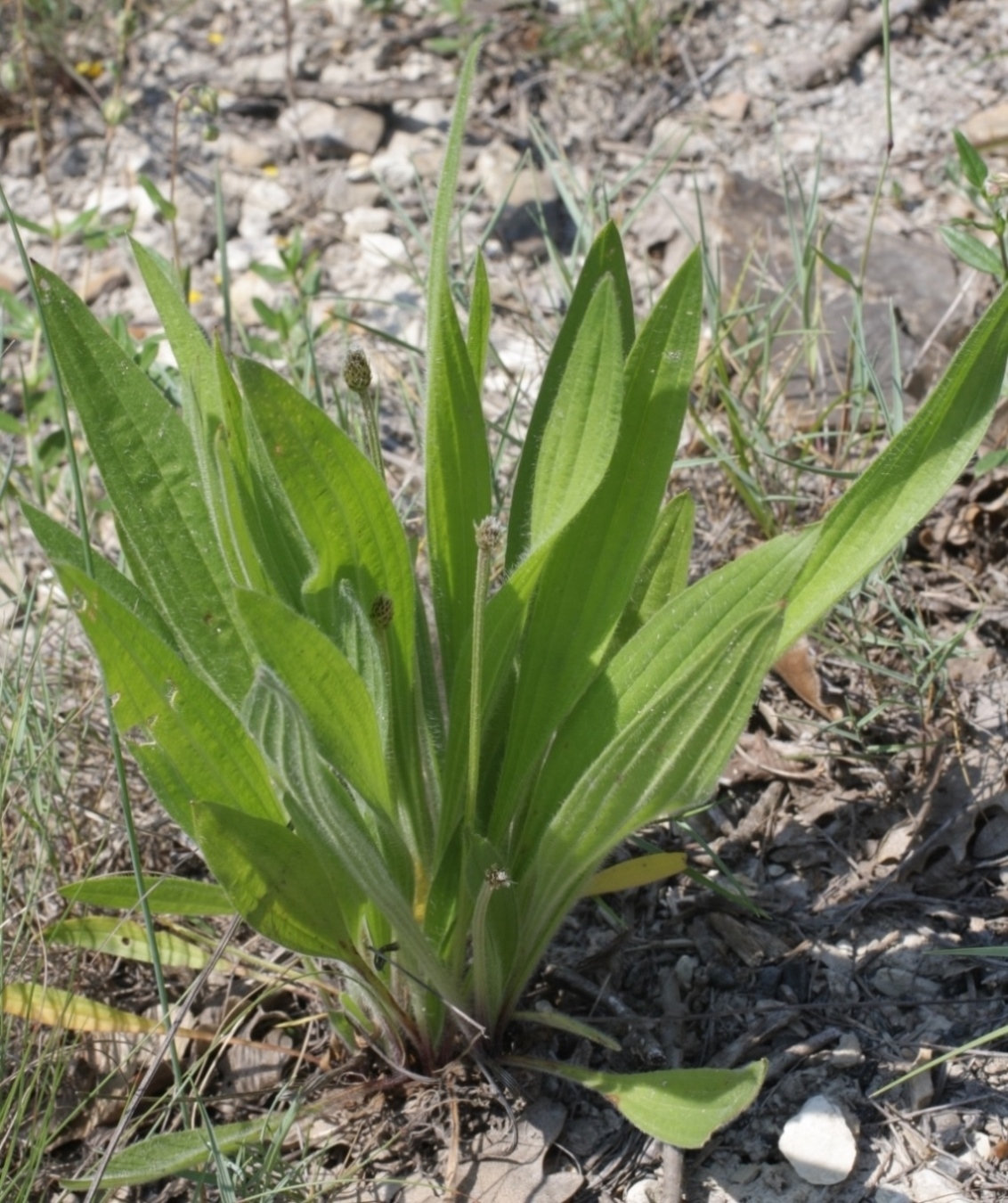 Изображение особи Plantago lanceolata.