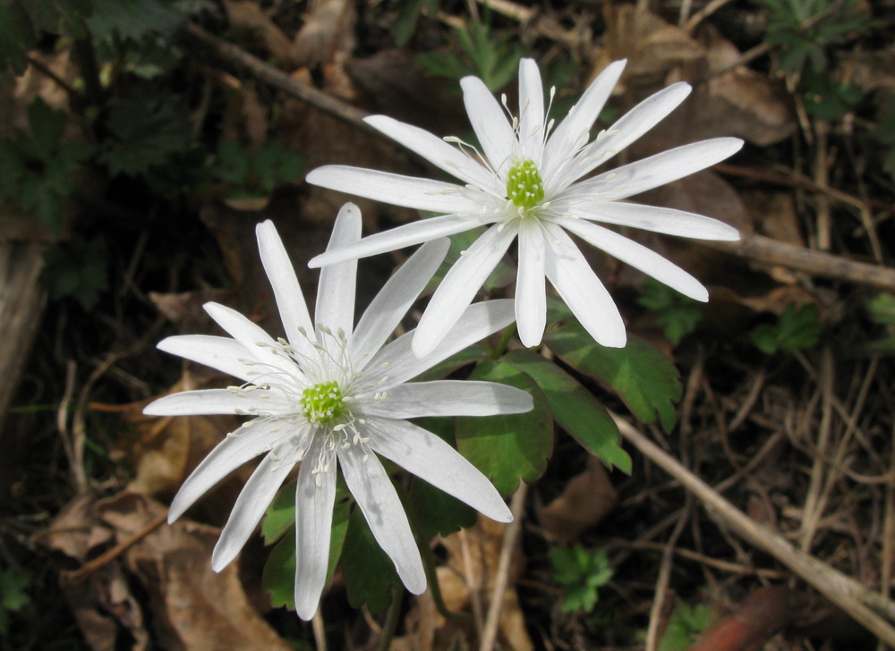 Image of Anemone altaica specimen.