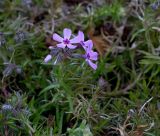 Phlox subulata