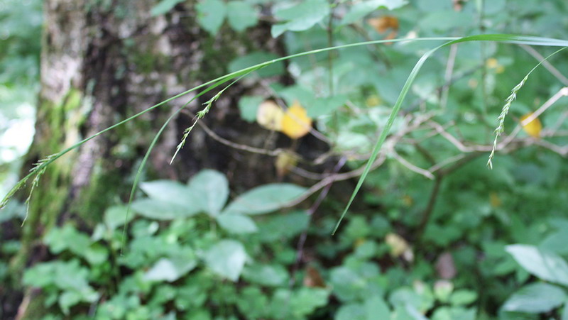 Image of Carex sylvatica specimen.