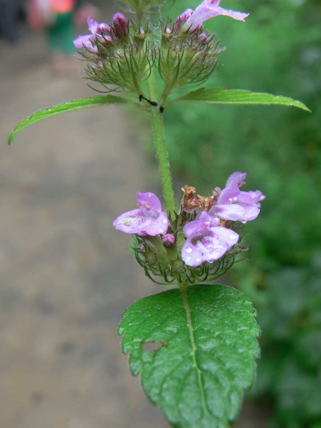 Изображение особи Clinopodium chinense.