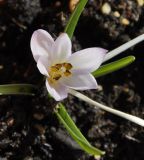 Colchicum chimonanthum
