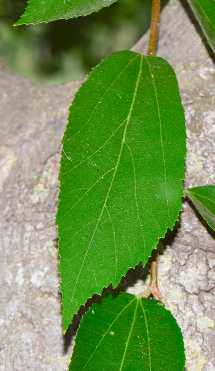 Image of Luehea divaricata specimen.