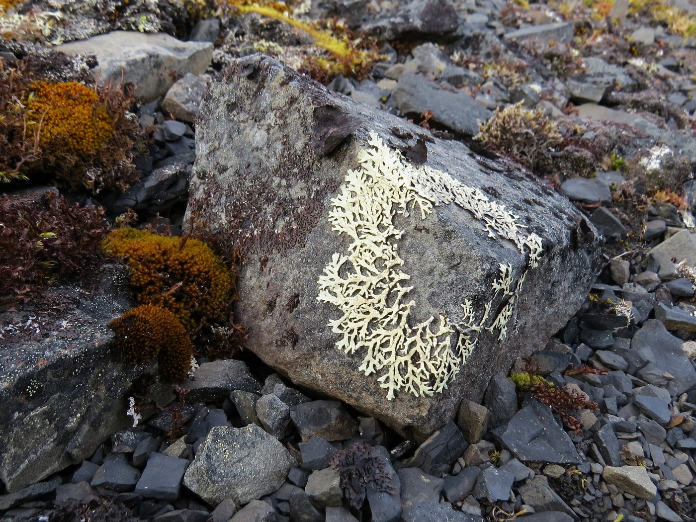 Изображение особи класс Lecanoromycetes.