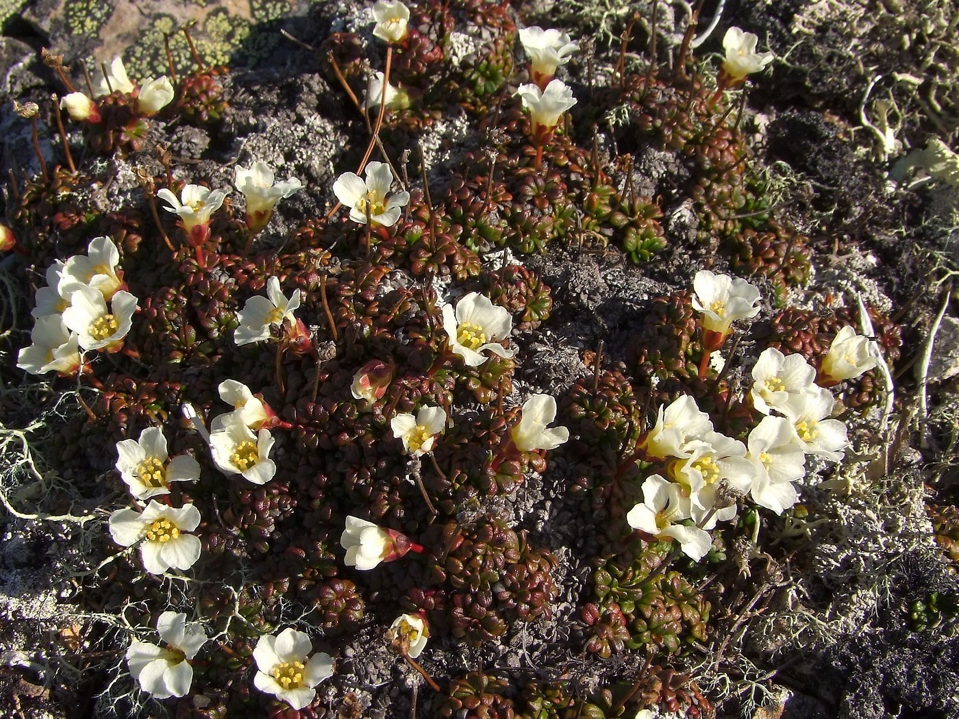 Изображение особи Diapensia obovata.