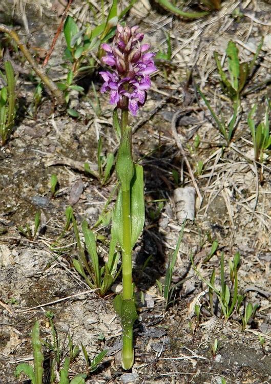 Изображение особи Dactylorhiza incarnata.