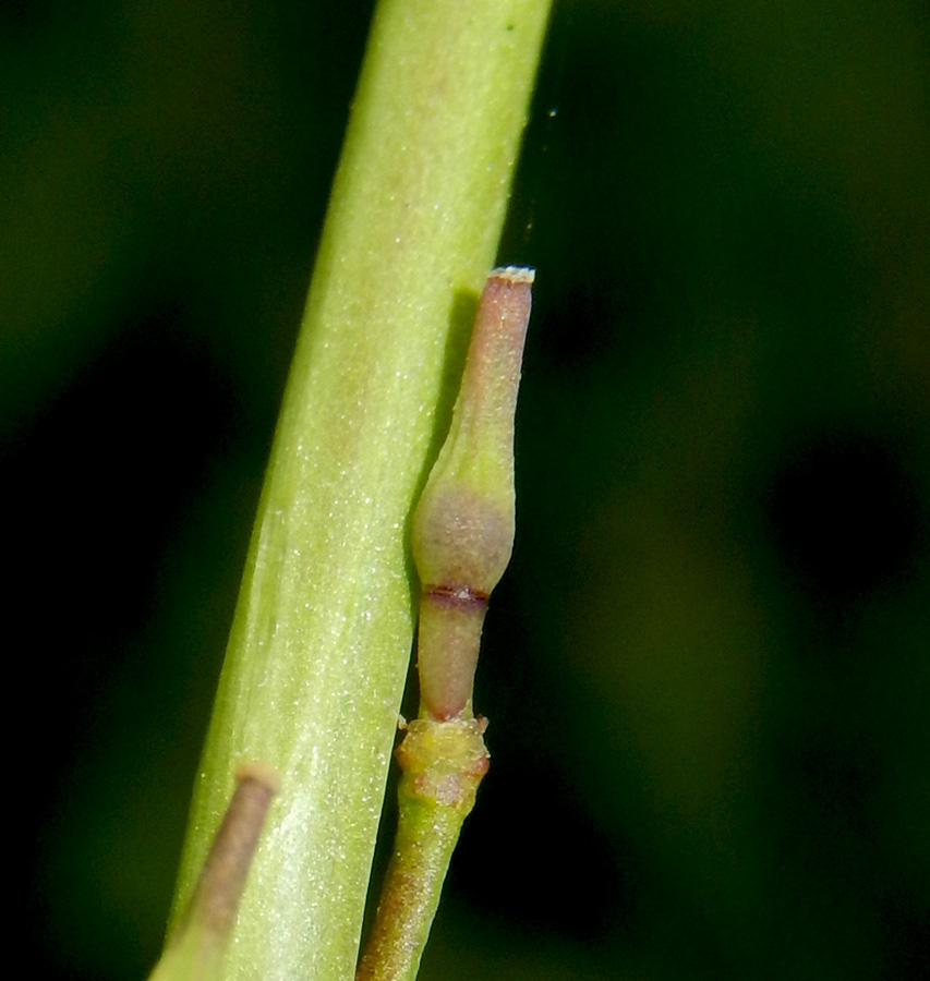 Image of Rapistrum rugosum specimen.