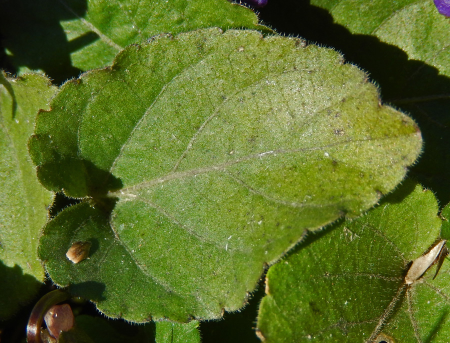 Image of Viola hirta specimen.