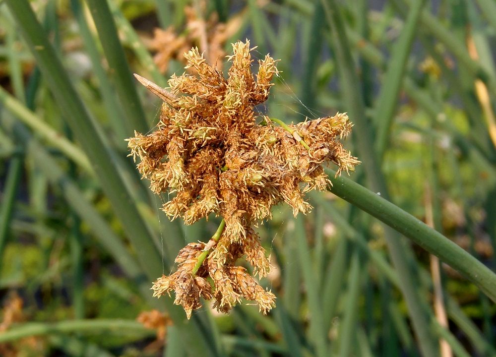 Image of Schoenoplectus tabernaemontani specimen.