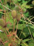 Geum aleppicum