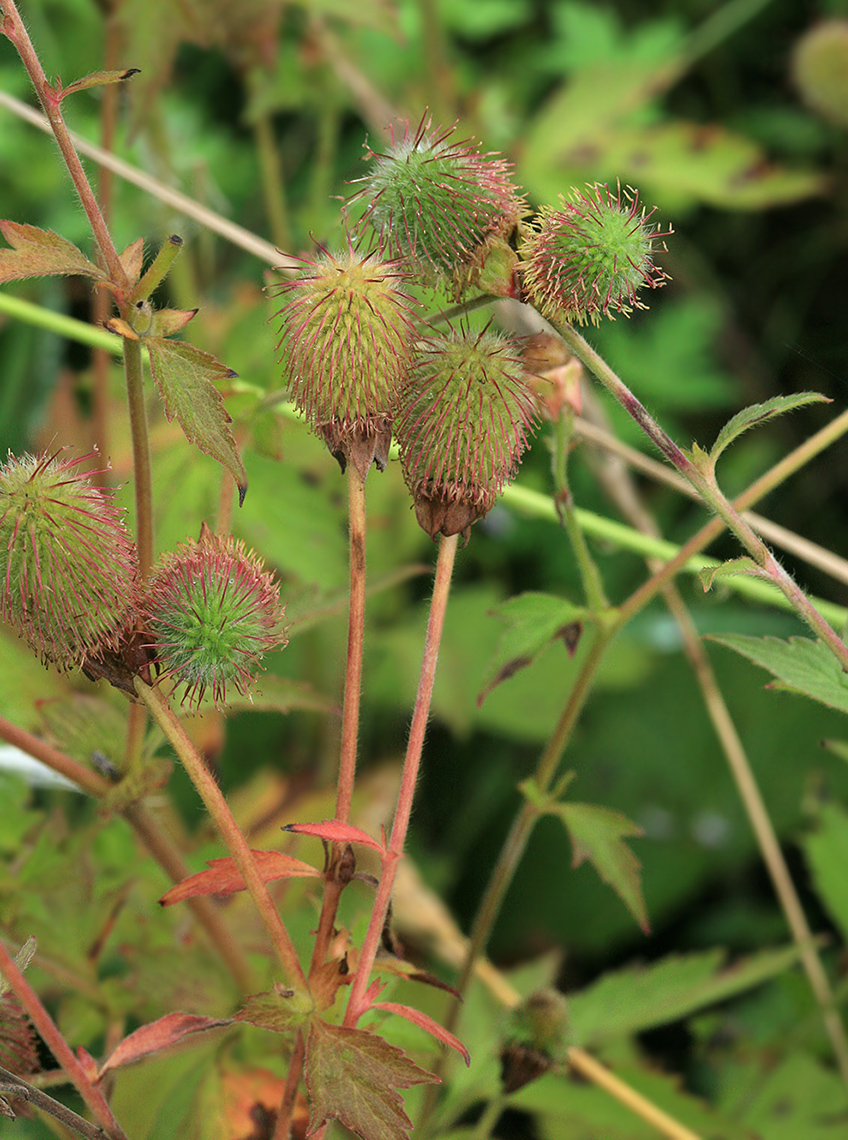 Изображение особи Geum aleppicum.