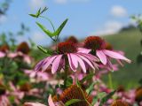 Echinacea purpurea