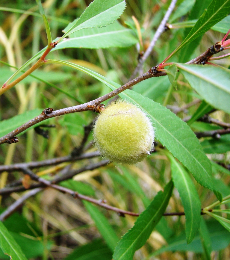 Image of Amygdalus nana specimen.