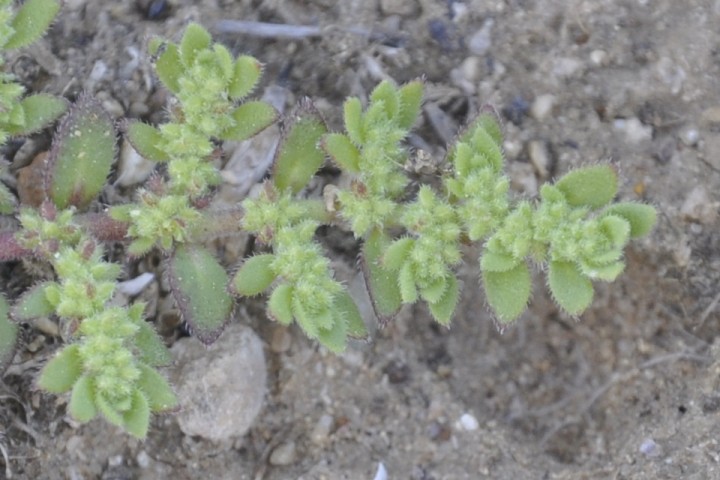 Image of Herniaria cinerea specimen.