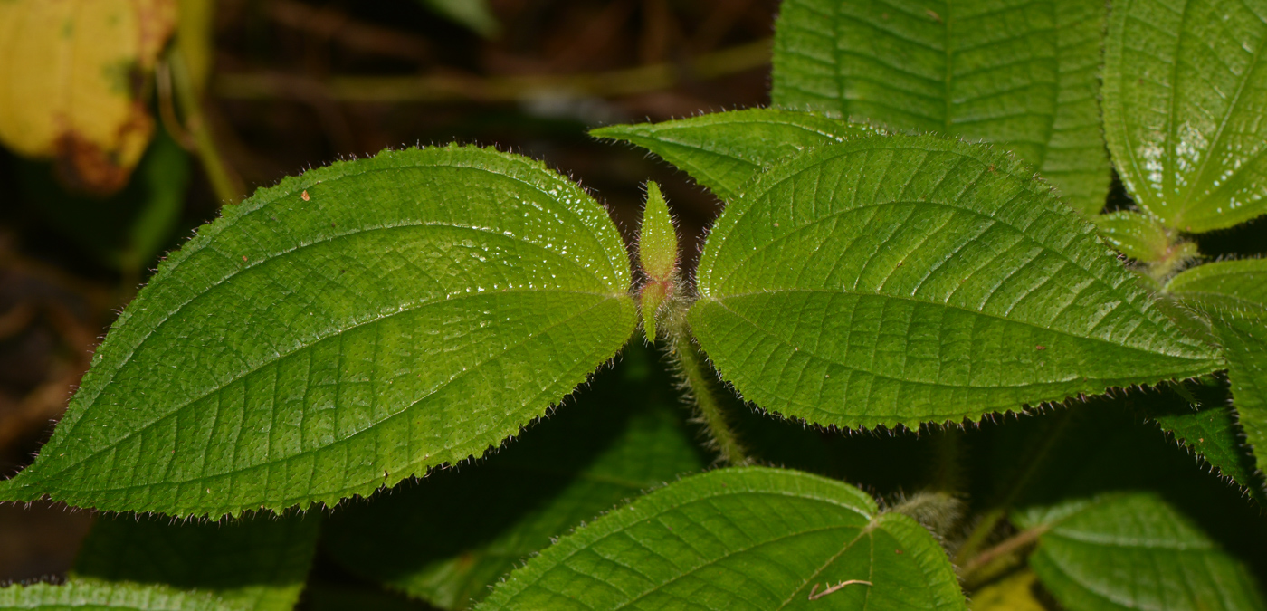 Изображение особи Miconia crenata.