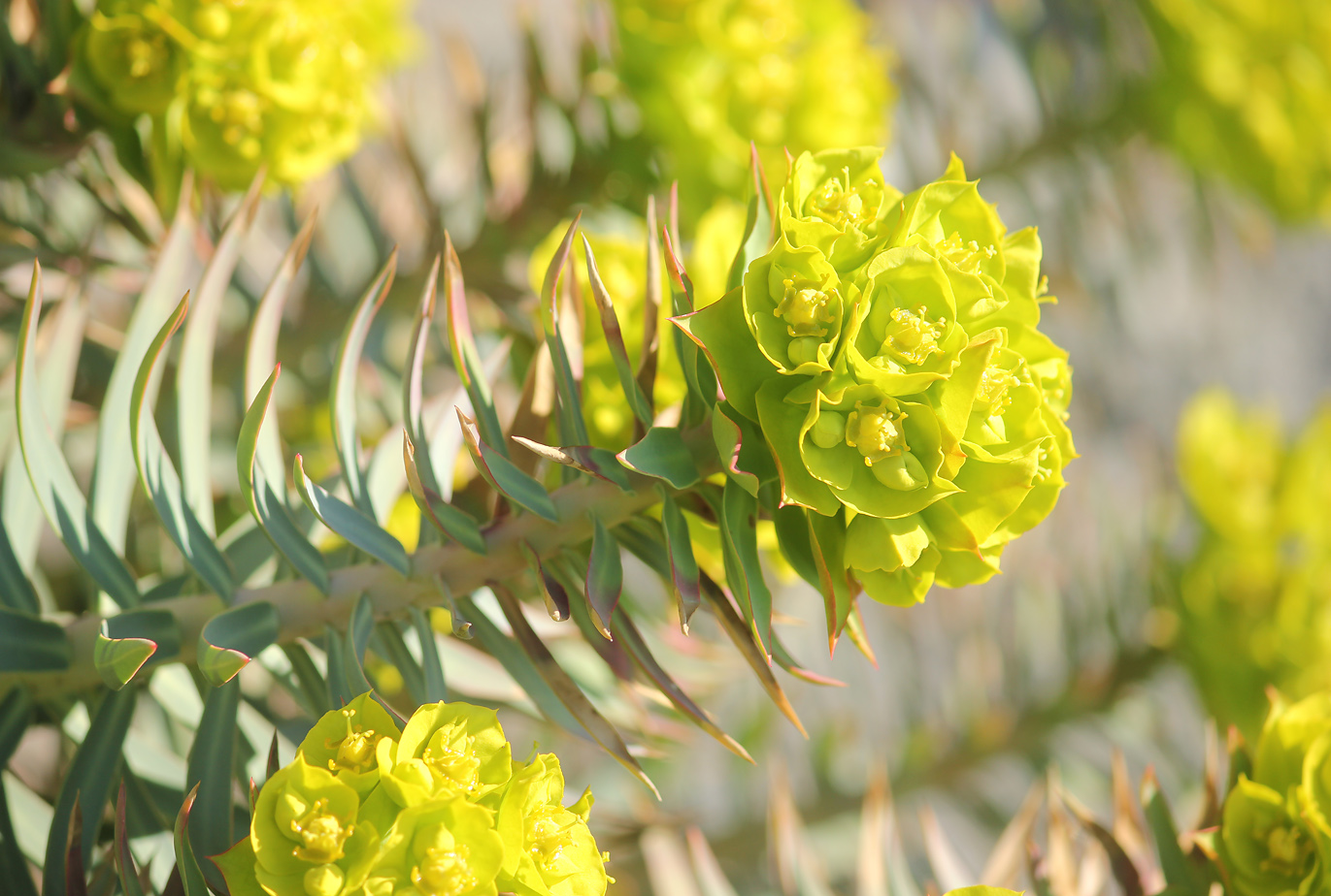 Изображение особи Euphorbia rigida.