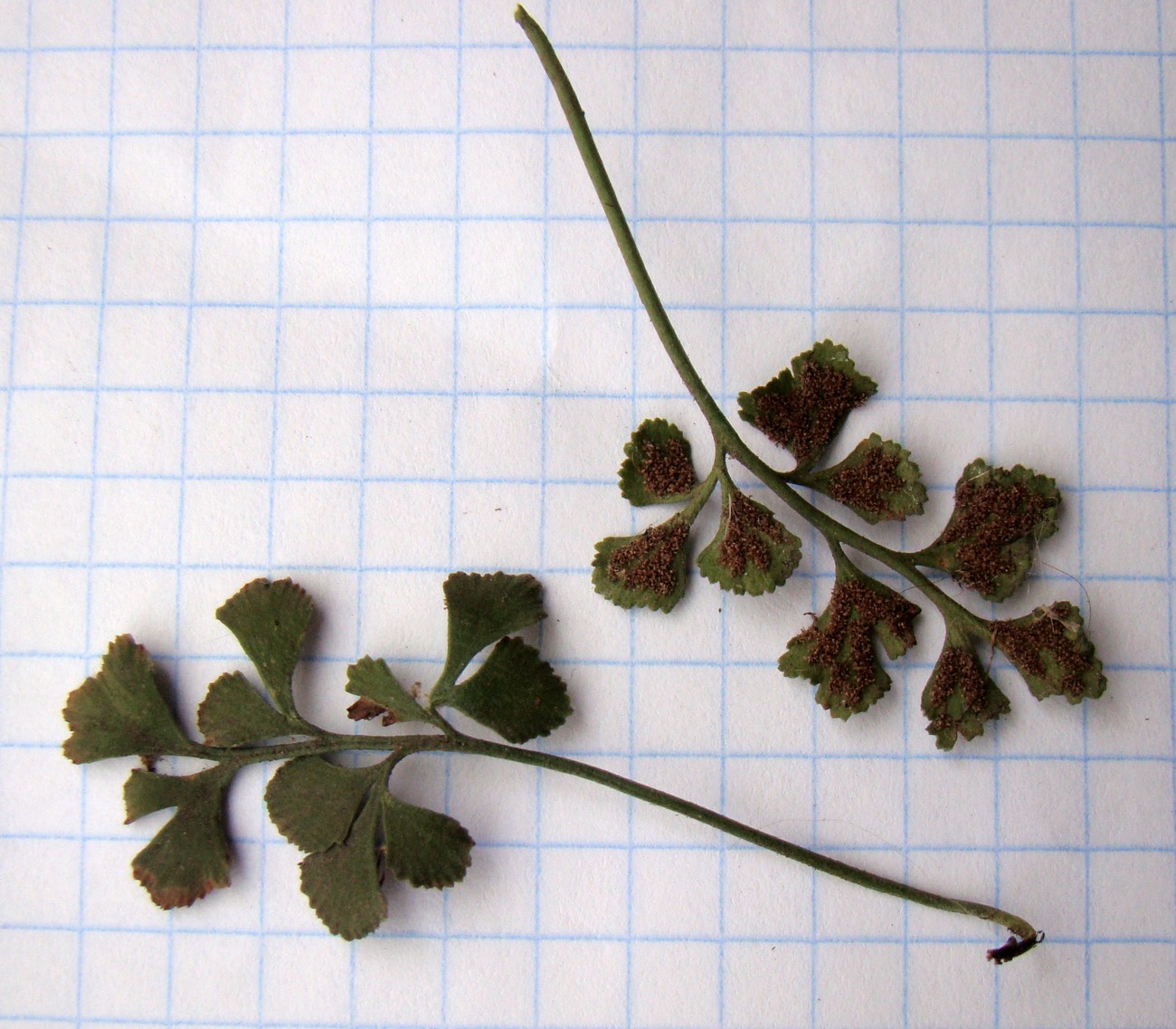 Image of Asplenium ruta-muraria specimen.