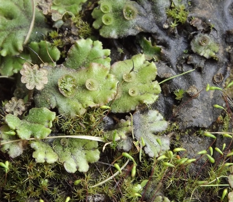 Изображение особи Marchantia latifolia.