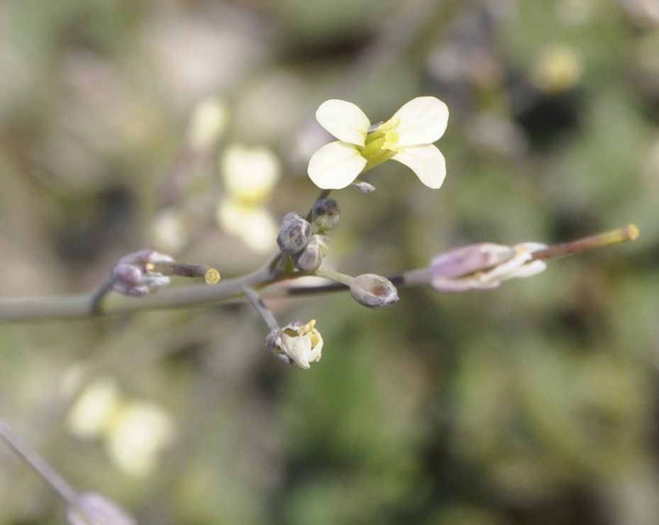 Image of Brassica tournefortii specimen.