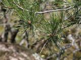 Pinus sylvestris ssp. hamata