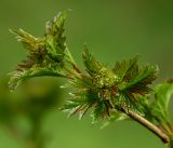 Viburnum opulus