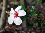 Hibiscus rosa-sinensis. Верхушка побега с цветком. Малайзия, Куала-Лумпур, в культуре. 13.05.2017.