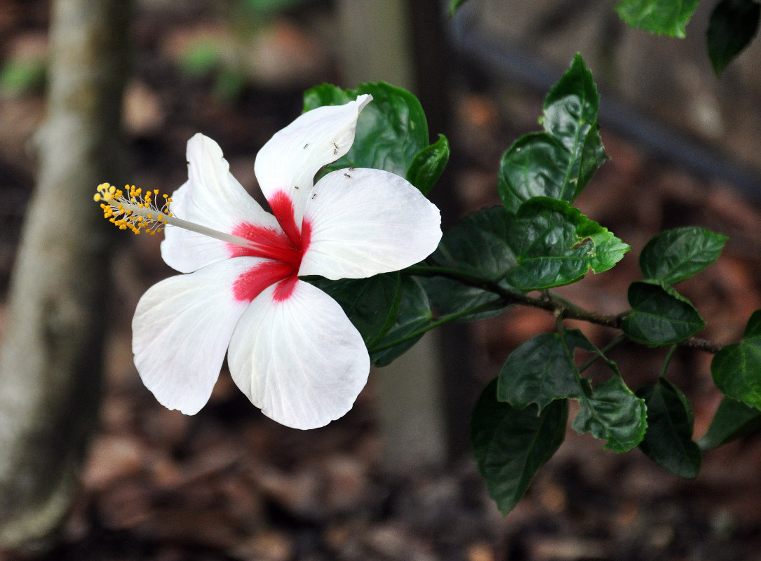 Image of Hibiscus rosa-sinensis specimen.