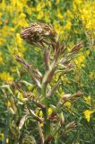 Yucca gloriosa